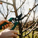 Porady dotyczące pielęgnacji drzew i krzewów owocowych